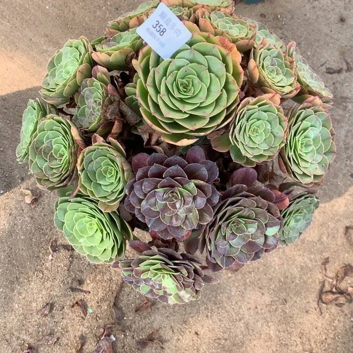 358花月夜多肉特价包邮