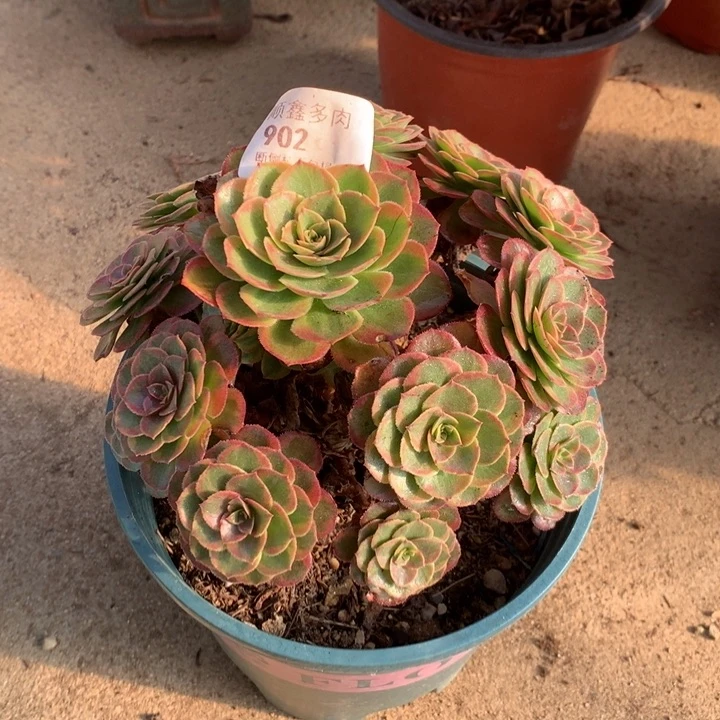 902火狐多肉植物