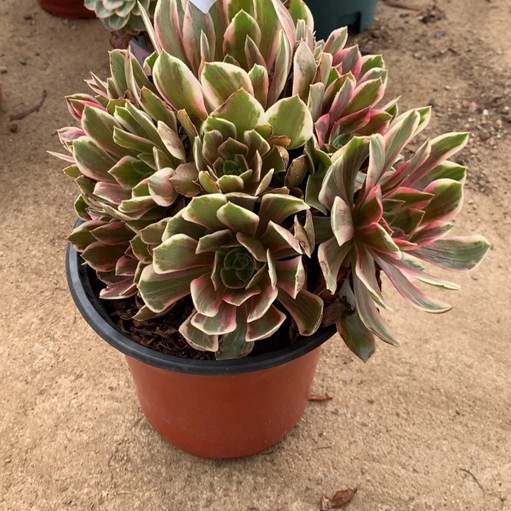 512浣纱多肉植物