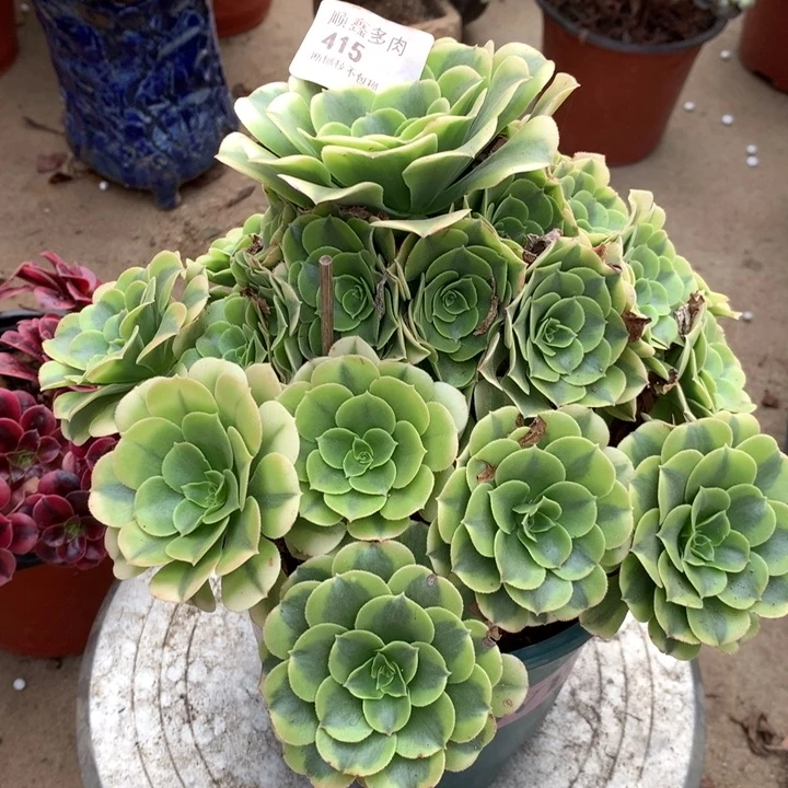415绿豆沙多肉植物