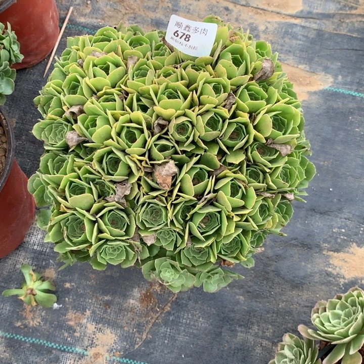 678绿羊绒多肉特价包邮