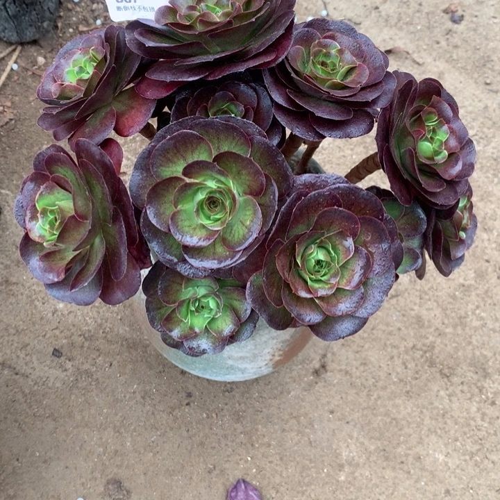 一**飞867玫瑰多肉植物