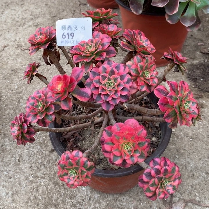 619祝融多肉植物