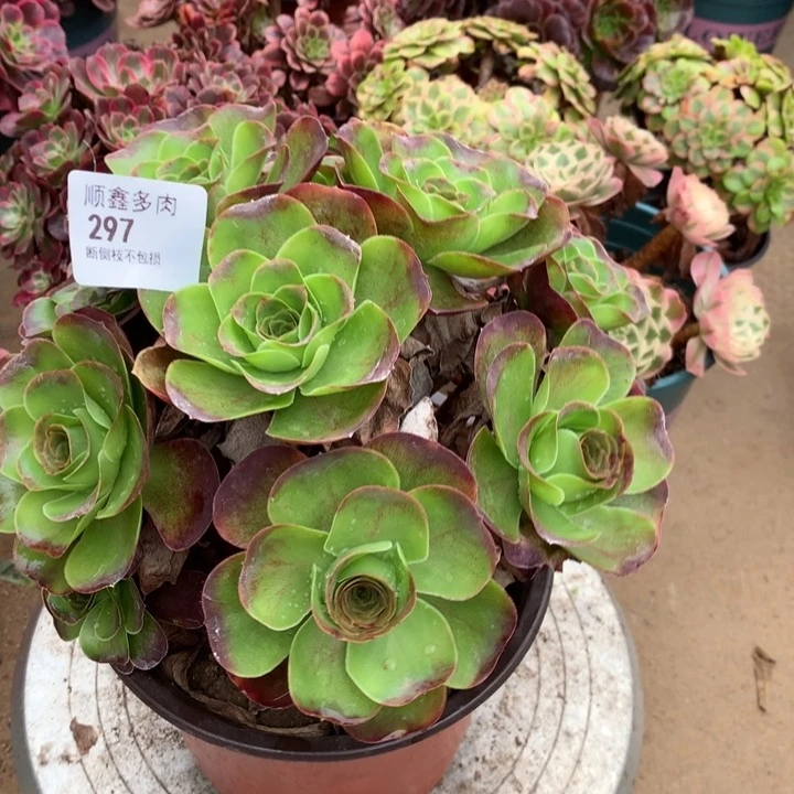 297玫瑰多肉特价包邮