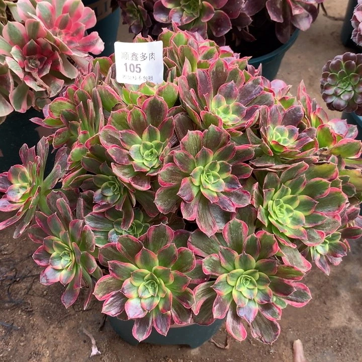 105安娜多肉植物