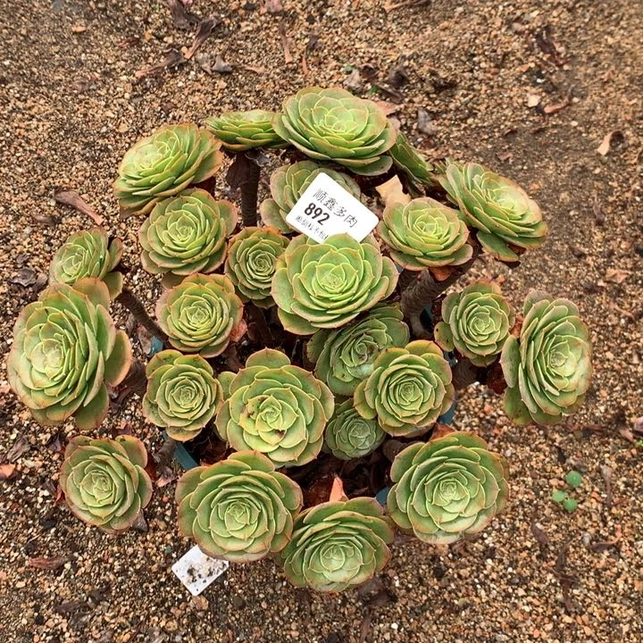 892万圣节多肉植物