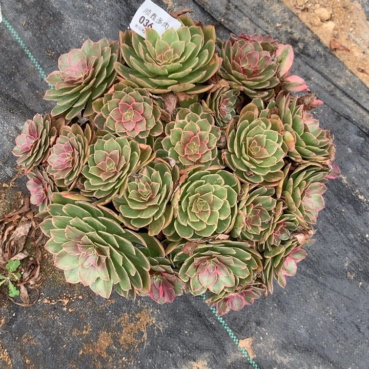 036莲花座多肉植物