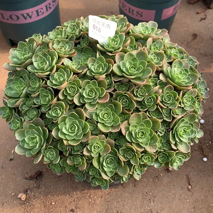简****好016树玫瑰多肉特价包邮
