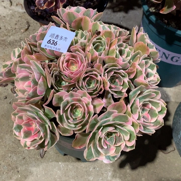 636妖月多肉植物