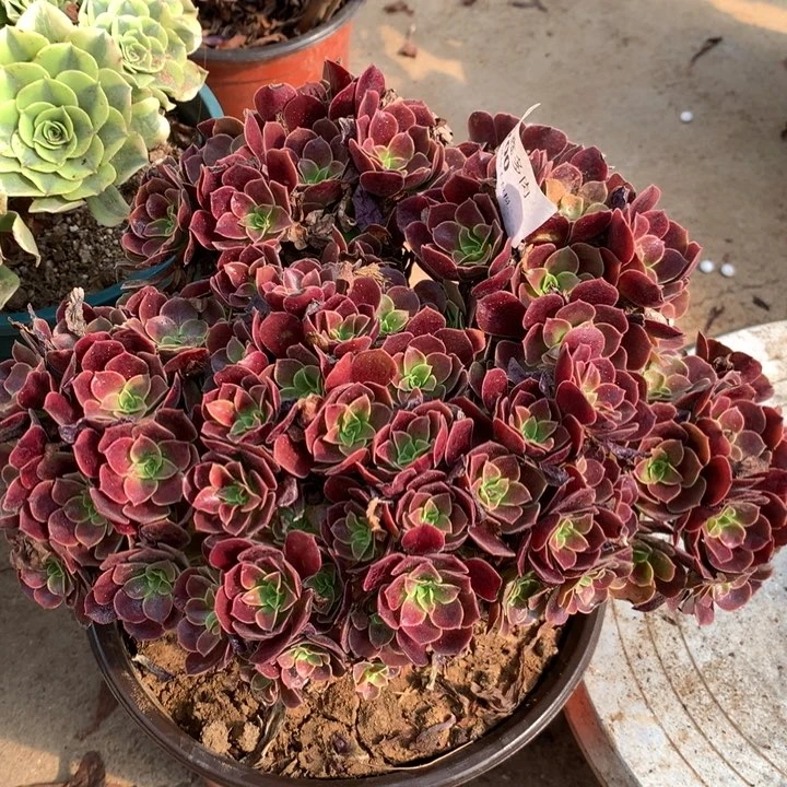 700欧嘉莉多肉特价包邮