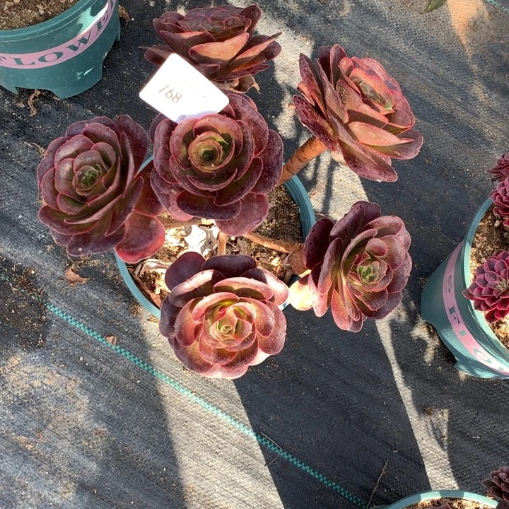 768玫瑰多肉植物