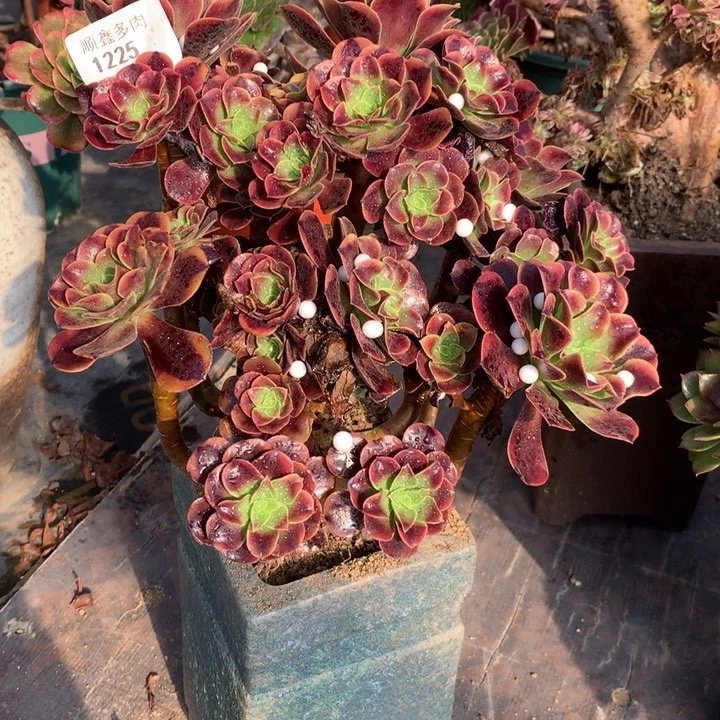 1225欧嘉莉多肉植物