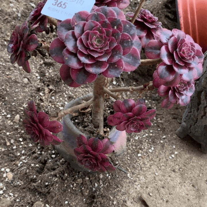 365黑同多肉特价包邮