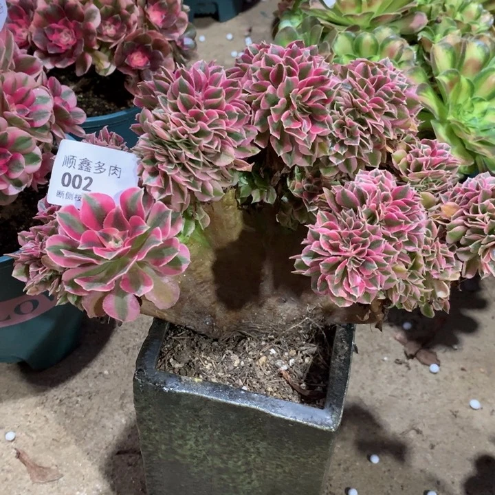 002粉女巫缀多肉植物