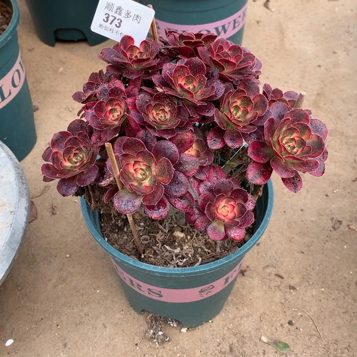 373香奈多肉植物