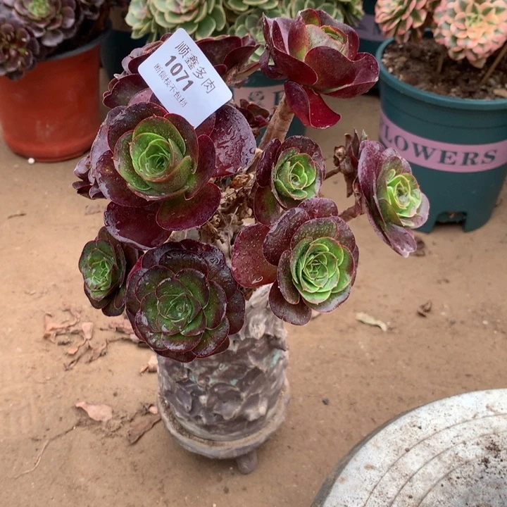 1071玫瑰多肉植物