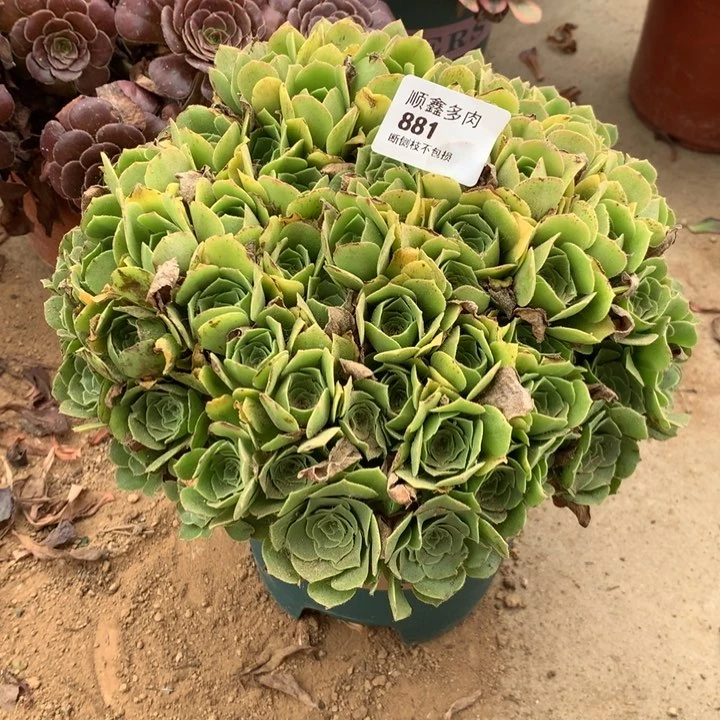 881绿羊绒多肉特价包邮