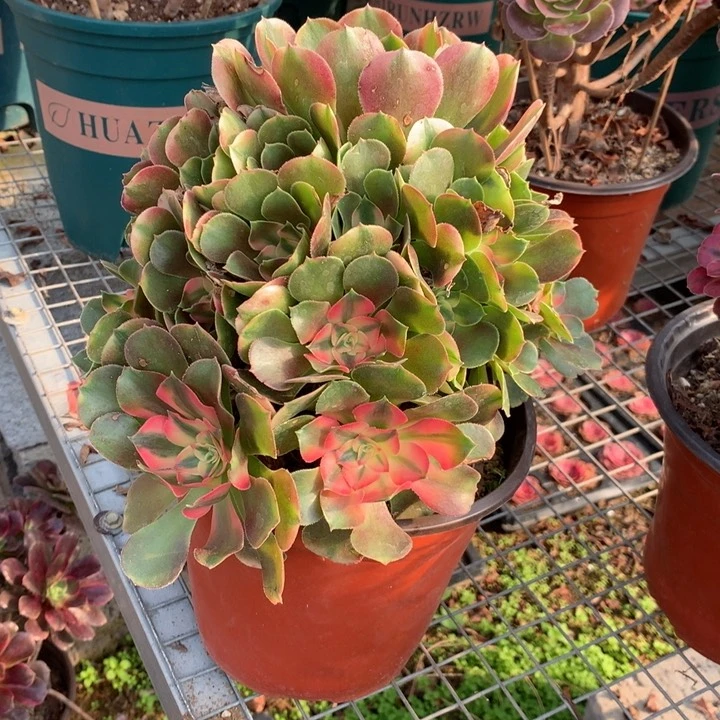 346香妃多肉植物