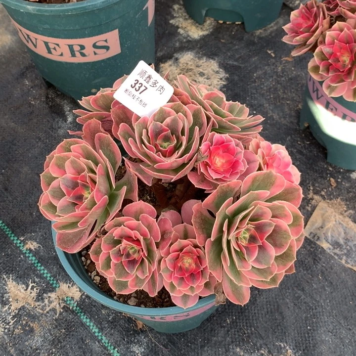 337粉女巫多肉植物