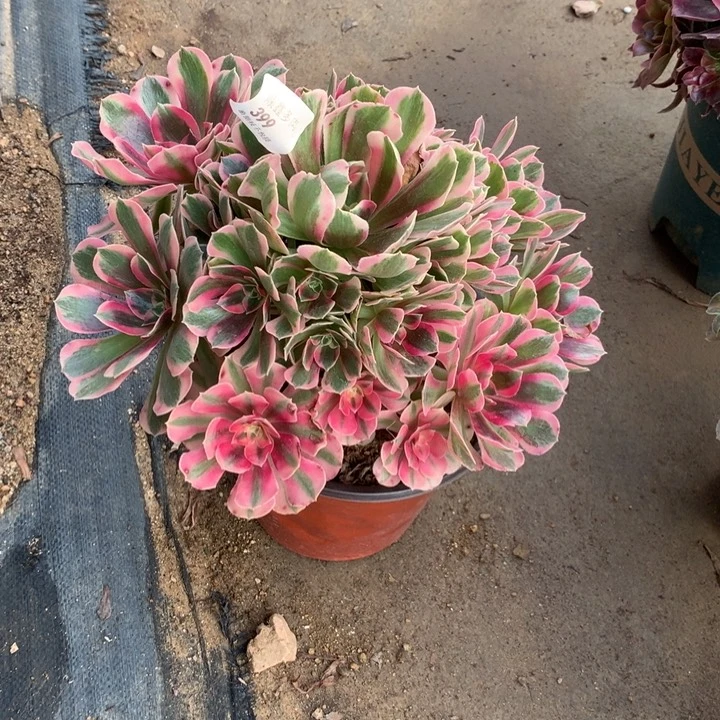 399粉女郎多肉植物