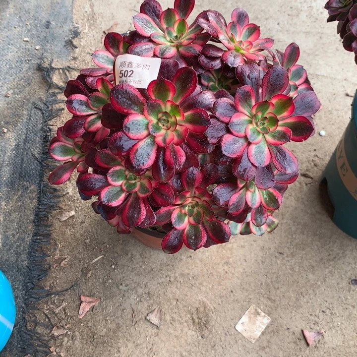 502香奈多肉植物