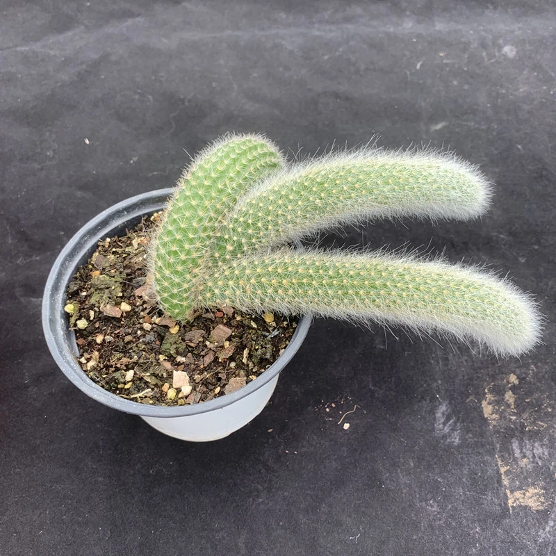 九尾狐多肉植物清棚处理不售后