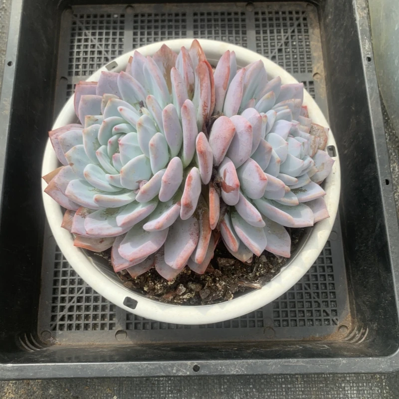 橙梦露16cm大双头多肉植物 清棚不售后 满9.99包邮