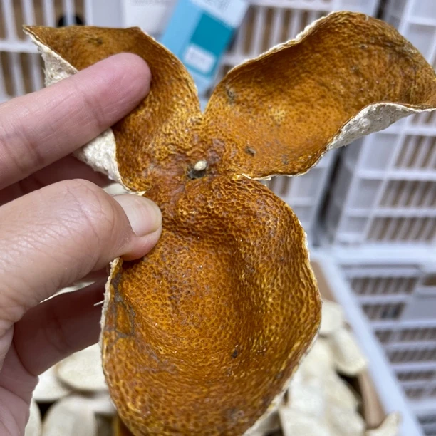 【2023东甲圈枝】大红皮 二红皮 兰花香 甘蔗甜