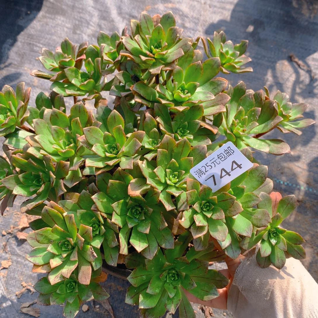 744绿茶法师多肉植物