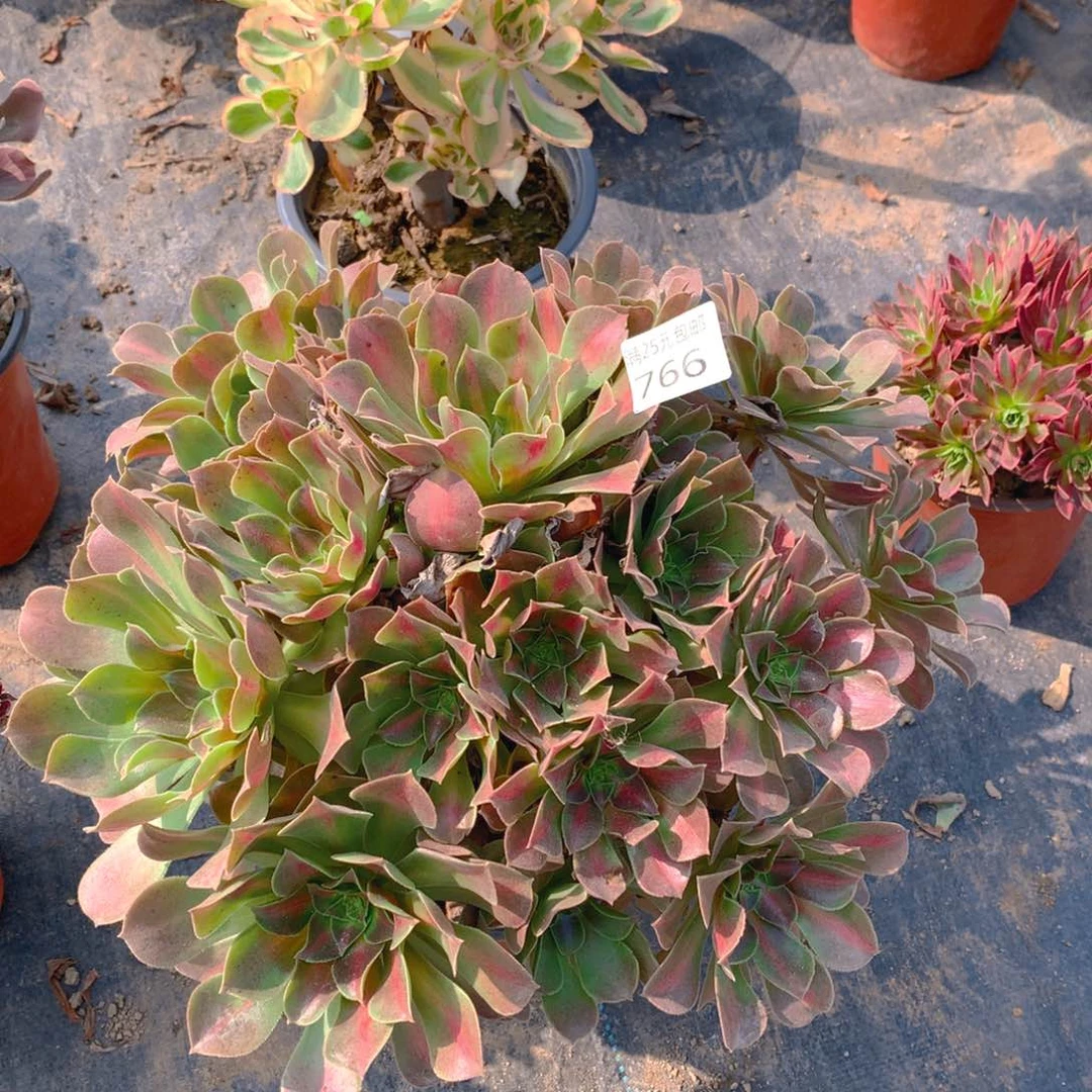 766粉女巫中斑锦多肉