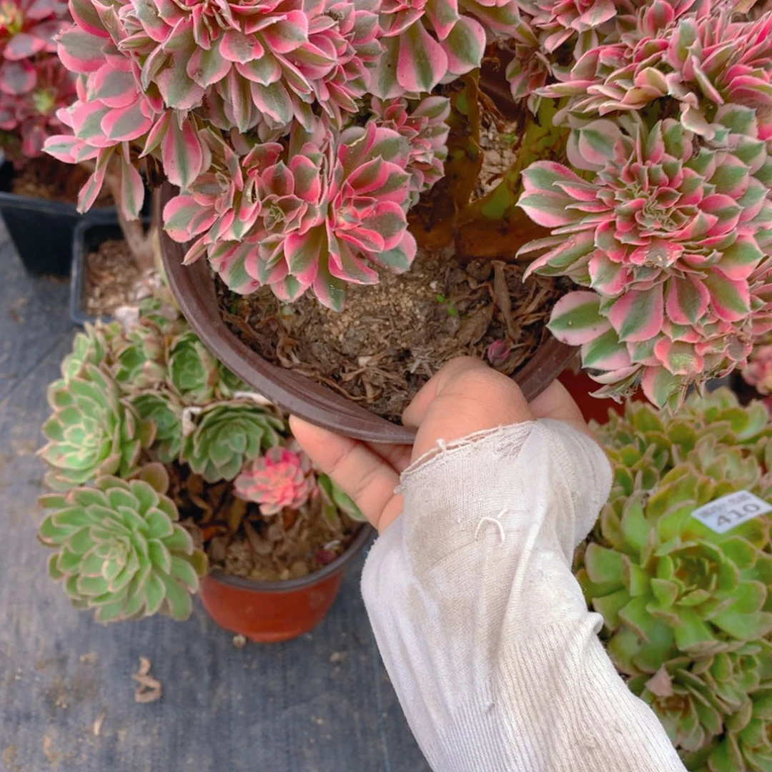 418粉女巫缀化多肉