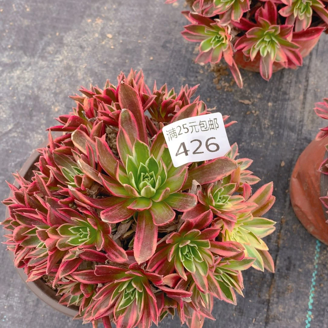 426九尾狐捧花多肉