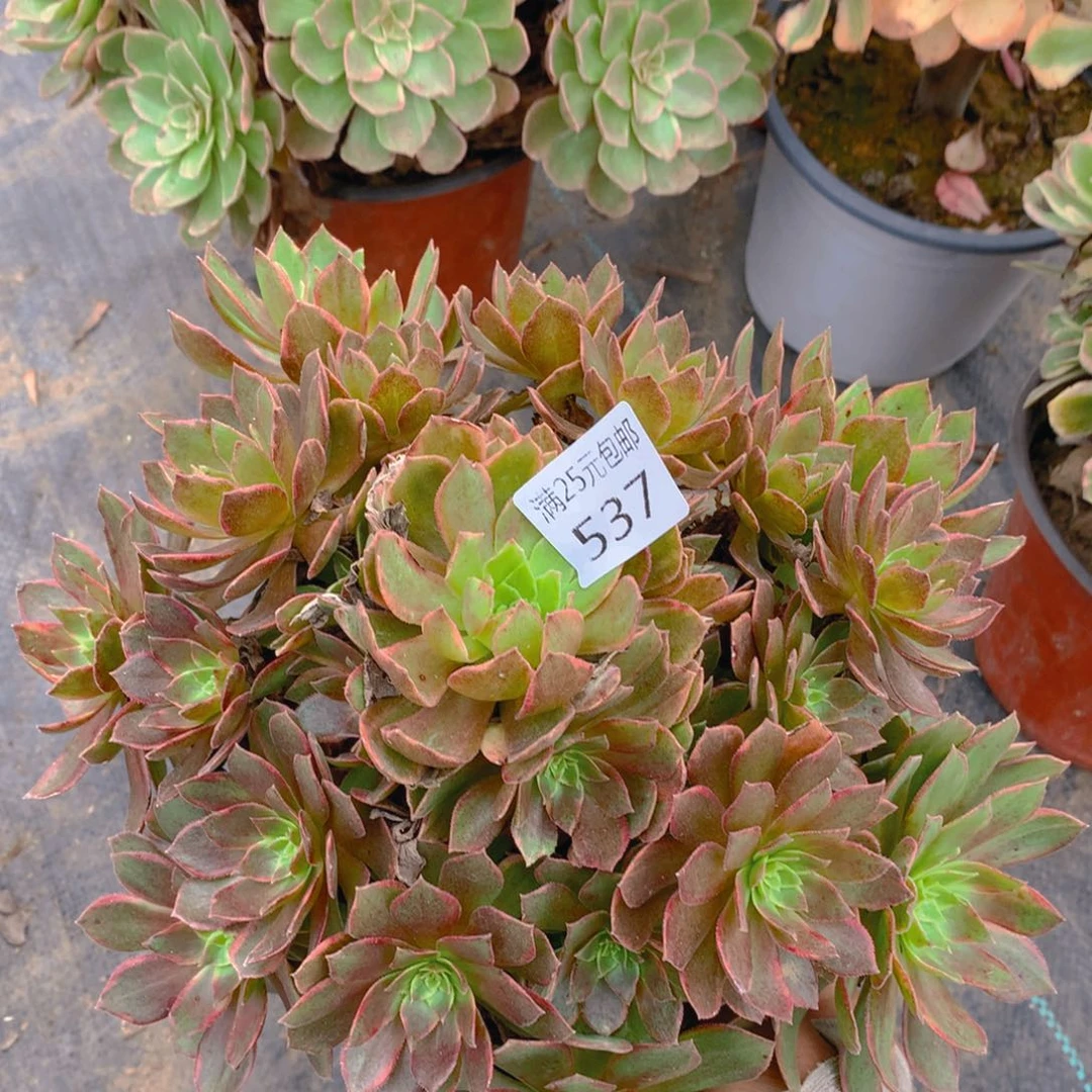 537万黄老桩多肉植物