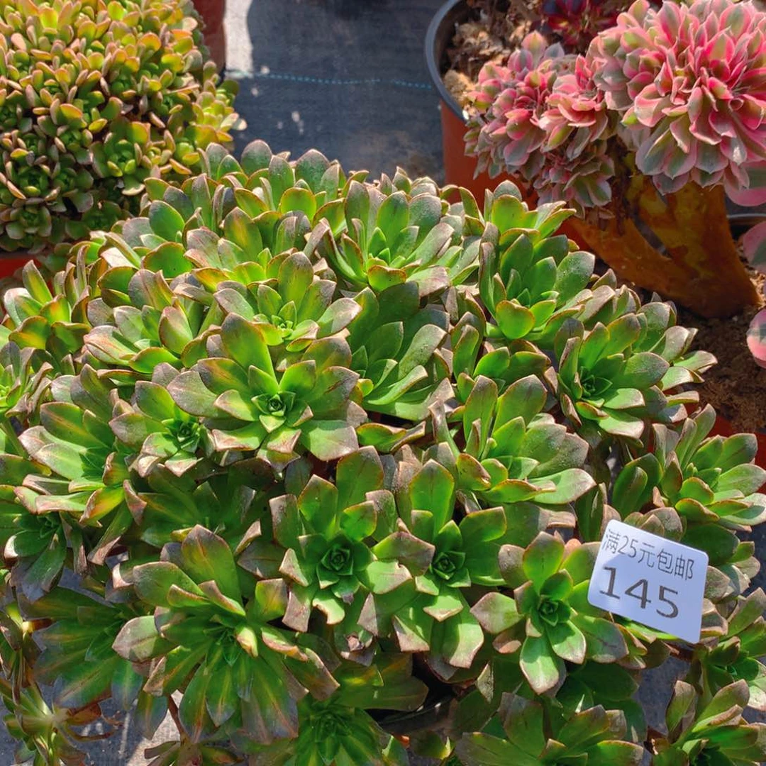 145花茶多肉植物的