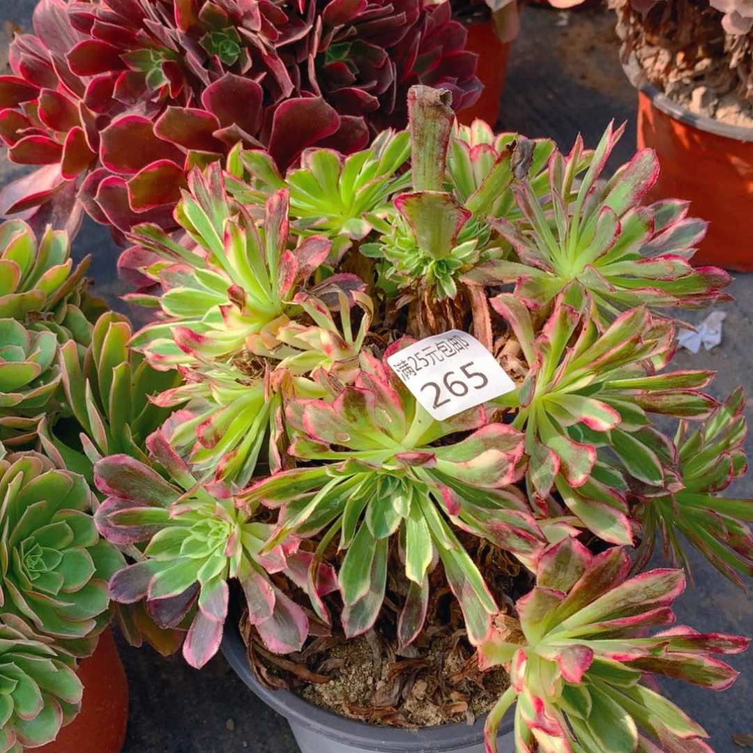 265天河老桩有掉头多肉