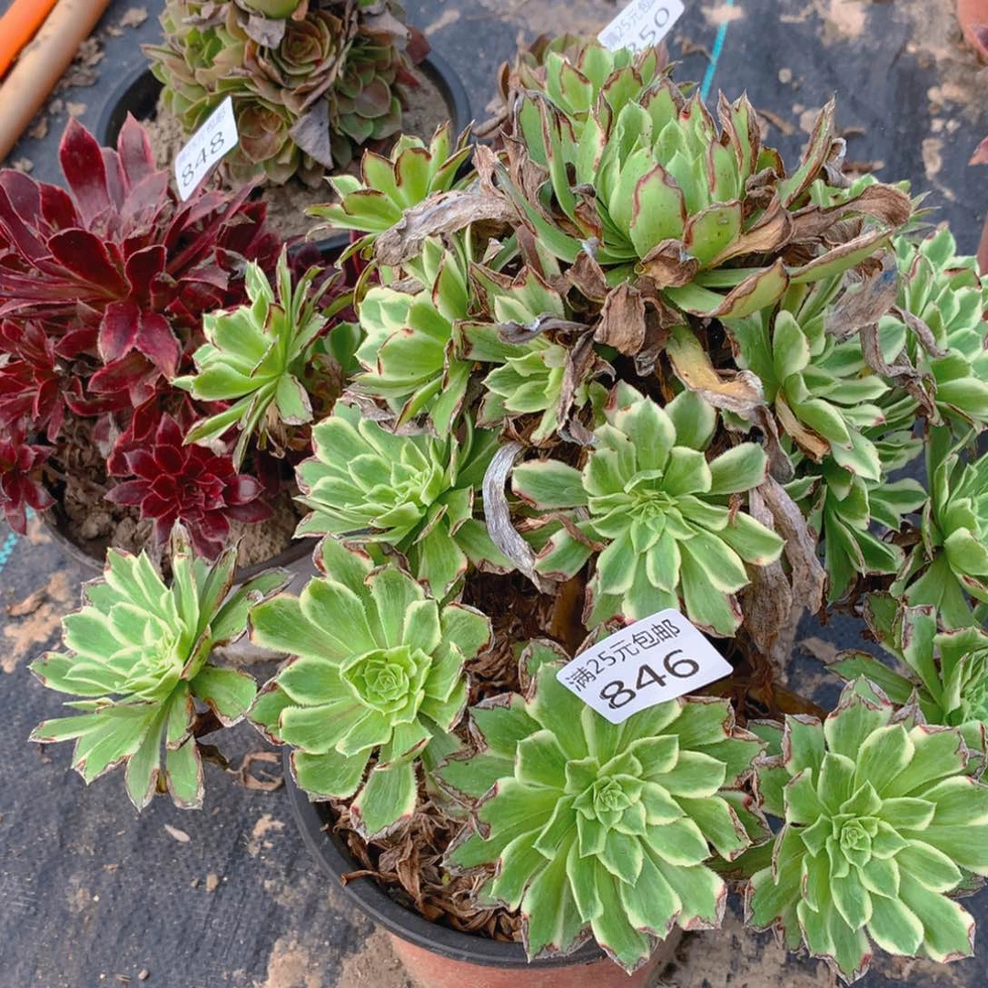 846碧浪老桩多肉