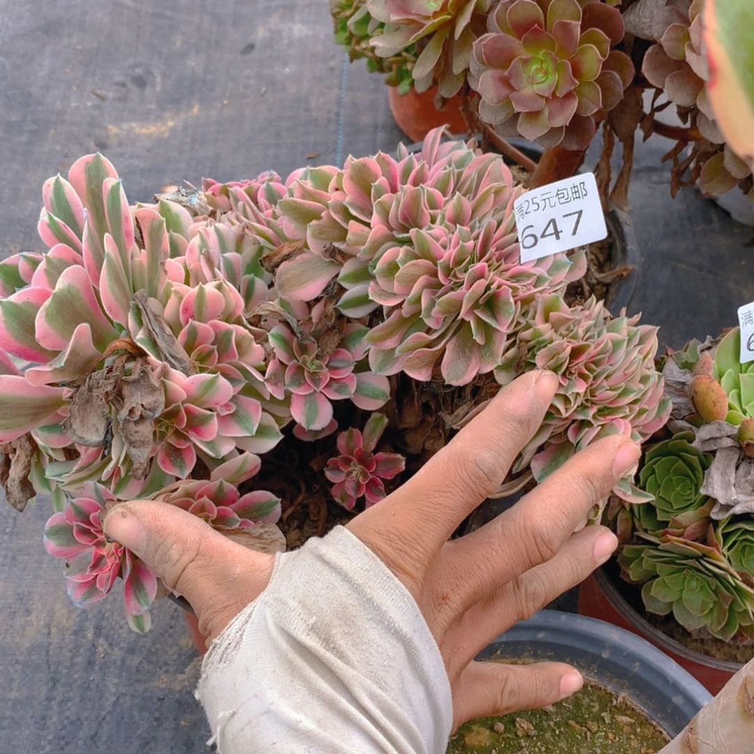 647粉女巫缀化多肉植物