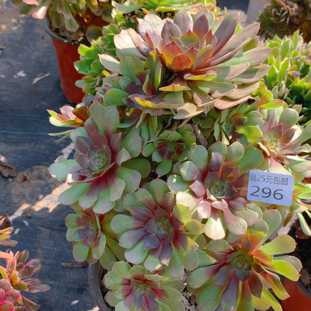 296黑魔捧花多肉植物