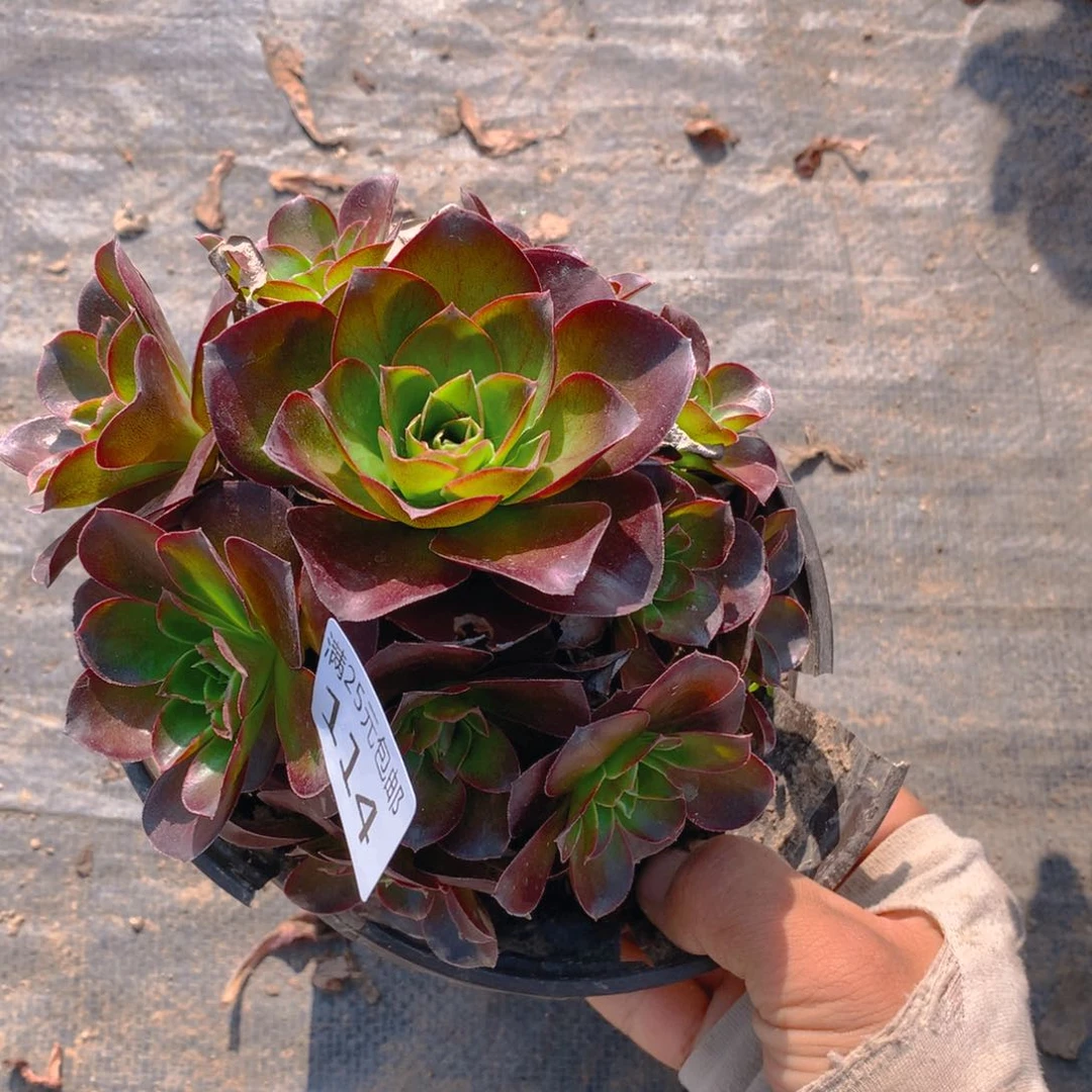 114魅金玫瑰法师