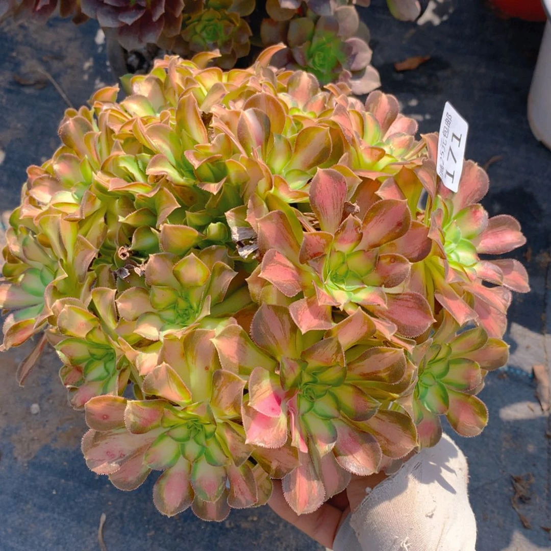 171韶华捧花多肉植物