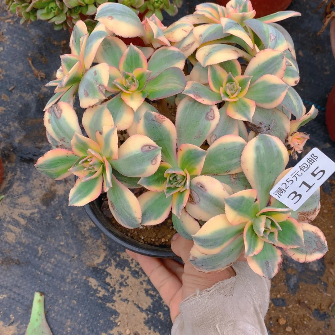 315灿烂阴阳捧花的