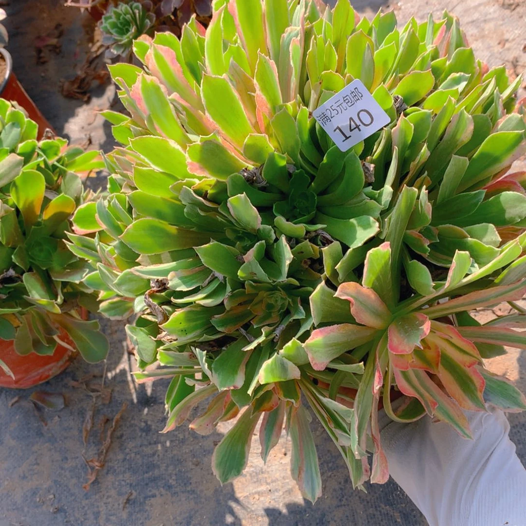 140光辉多肉植物的