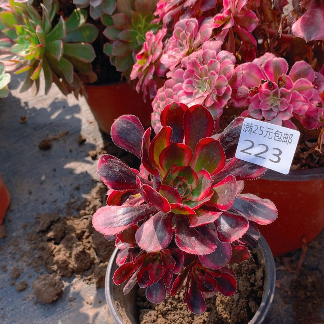 223丽娜多肉植物
