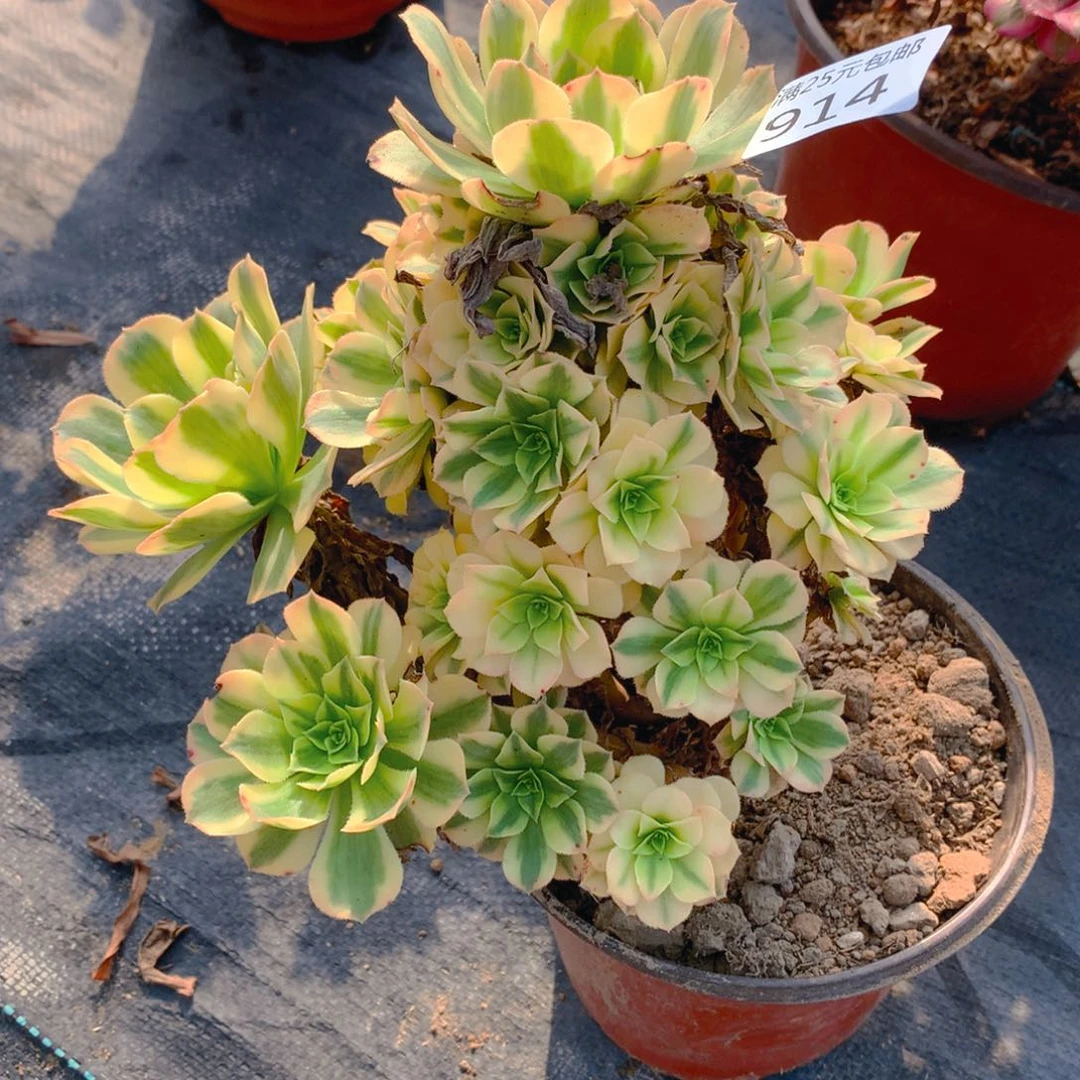 914金丝翡翠多肉植物