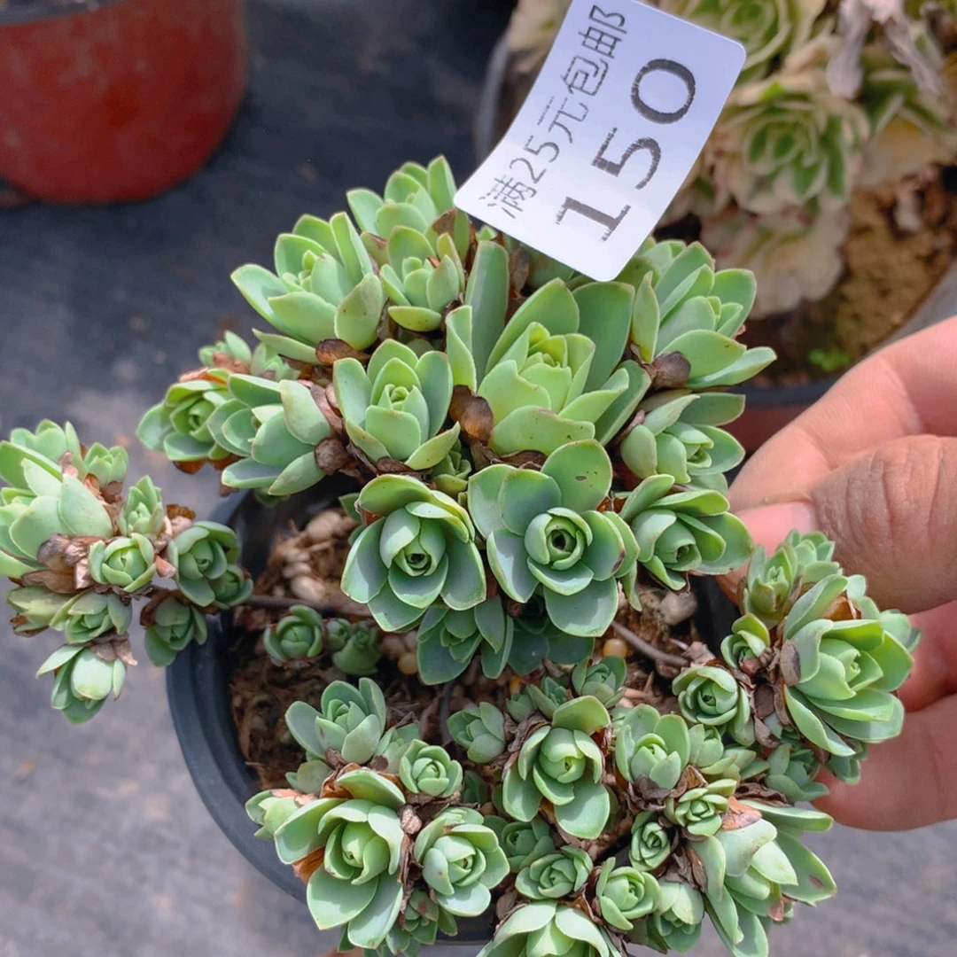 150山地玫瑰翡翠球多肉