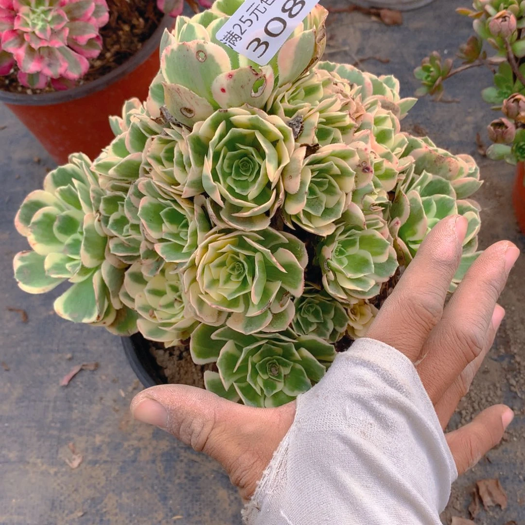 308迈巴赫捧花多肉植物