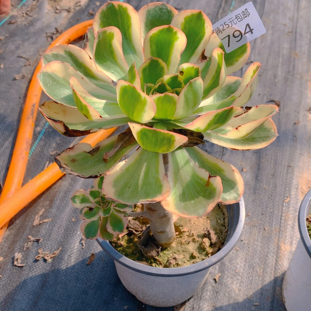 794燕姿大单头多肉