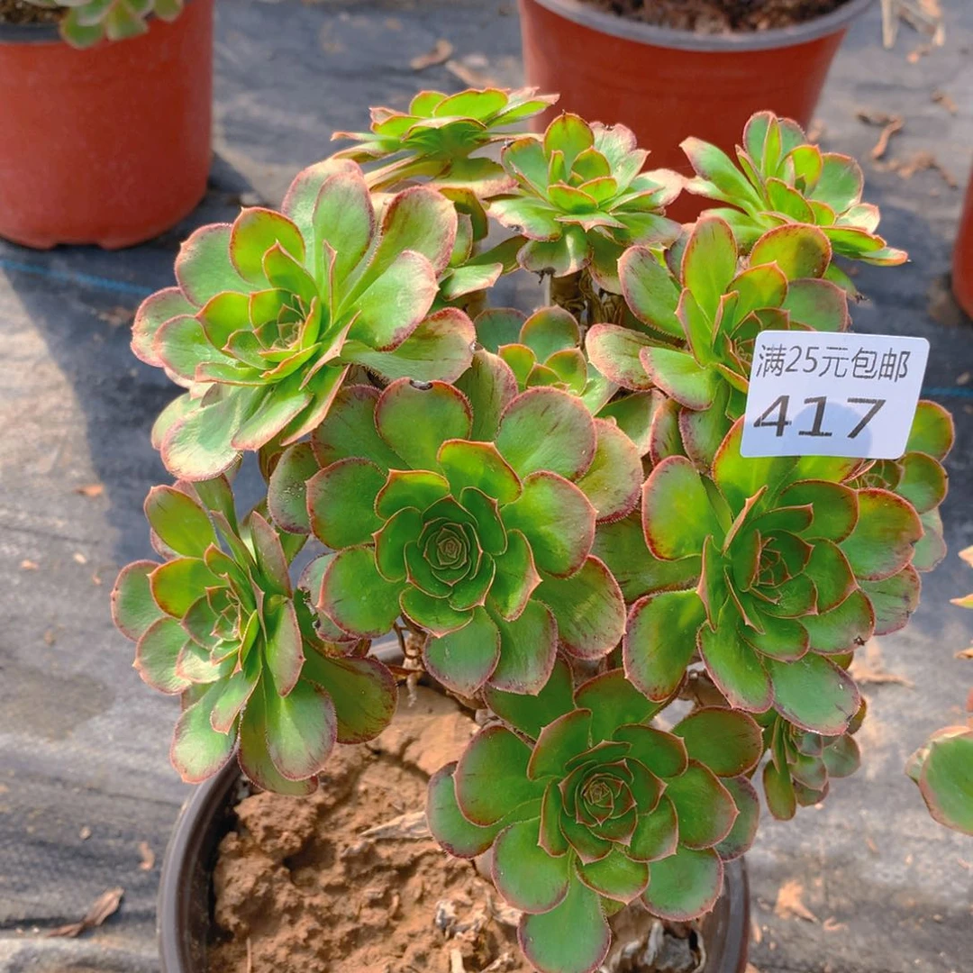 思*417v锦多肉植物的亲