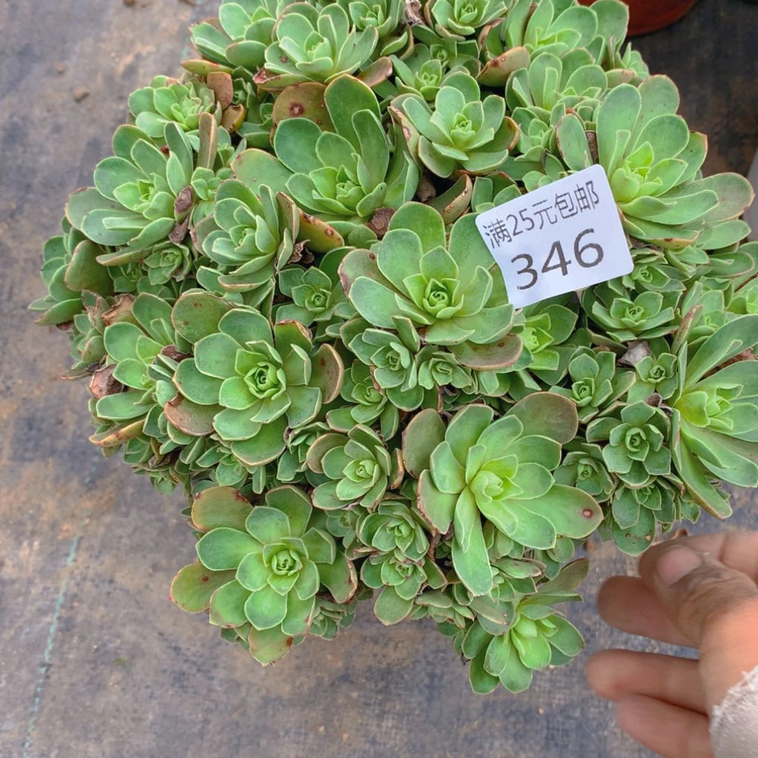 346树玫瑰多肉植物的