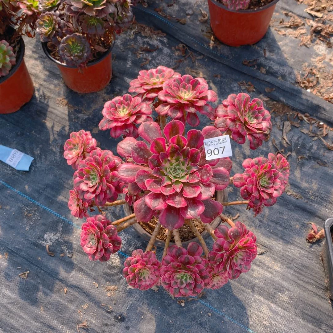 907红同白老桩多肉